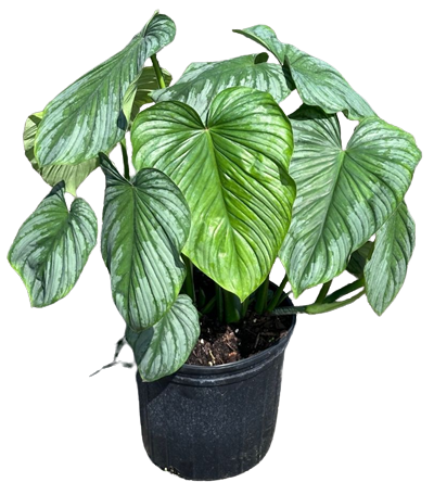 Pastazanum Silver